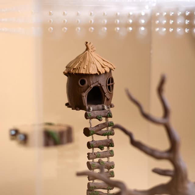 Acorn Jumping Spider Hide