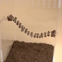 Magnetic Rope Bridge for Jumping Spiders – 2.