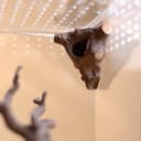 Corner Log Hide for Jumping Spider – 2.