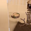 Jumping Spider Log Ledge – 1.