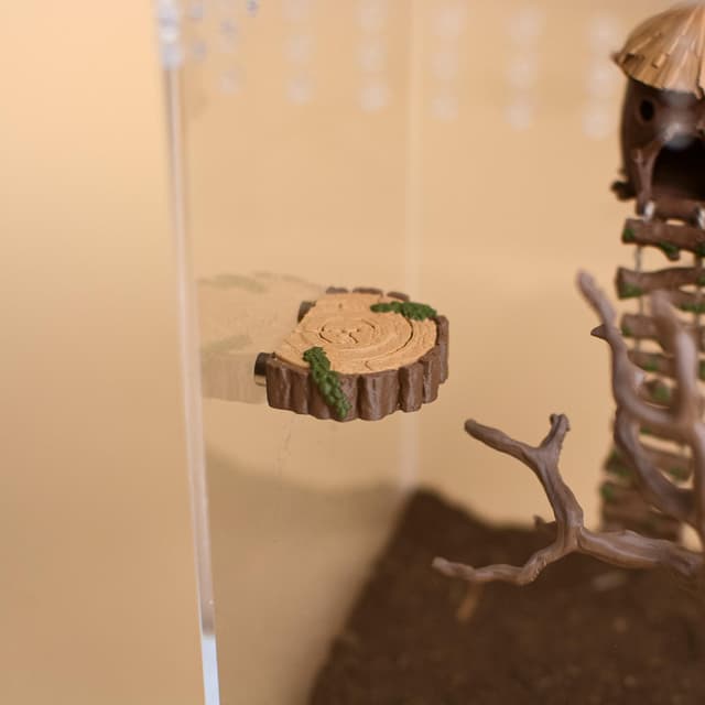 Jumping Spider Log Ledge
