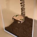 Jumping Spider Log Ledge – 6.