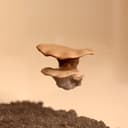 Magnetic Mushroom Ledge for Jumping Spiders – 1.