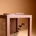 Woodland Mini Jumping Spider Terrarium – 6.