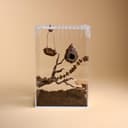 Cozy Nest Hide for Jumping Spider – 2.