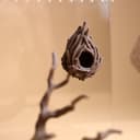 Cozy Nest Hide for Jumping Spider – 6.