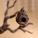 Cozy Nest Hide for Jumping Spider – 7.