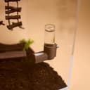 Magnetic Jumping Spider Water Feeder – 2.