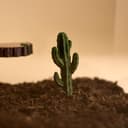 Mini Desert Cactus Decor – 6.